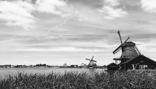 Black and white image of windmills in the Dutch countryside